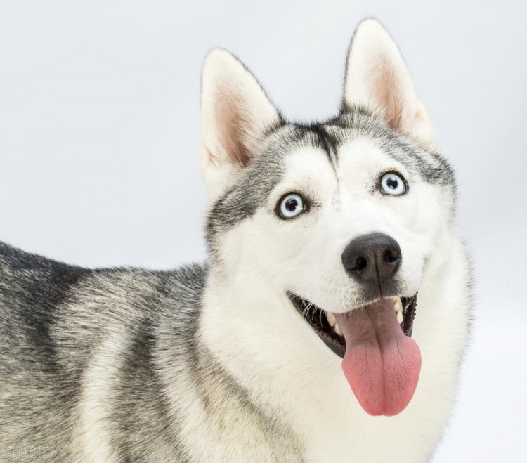 这六种狗狗不能当警犬金毛居然也在列表