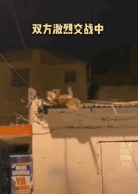 坏心猫咪图鉴笋都被这些猫夺完了