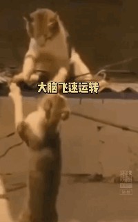 坏心猫咪图鉴笋都被这些猫夺完了