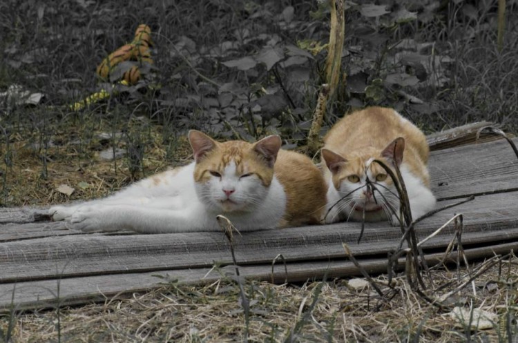 想要搜寻走丢的猫咪仅靠哭泣可没用4项原则可提高找回概率