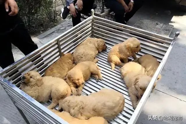 逛小镇狗市金毛拉布拉多马犬等品种真多带你看看各种狗的价格