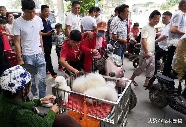 逛小镇狗市金毛拉布拉多马犬等品种真多带你看看各种狗的价格