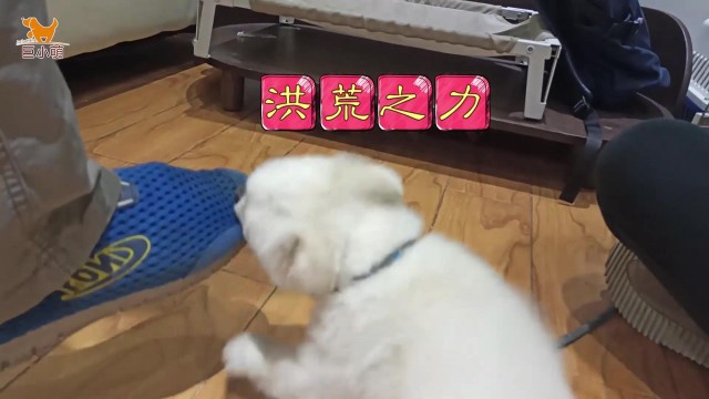 纠正触摸敏感攻击的博美犬：宠物店美容惹的祸