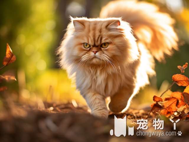 你想要一只可爱的猫咪吗？上海萌咪宠物生活馆猫舍活体售卖，赶快来看看吧!